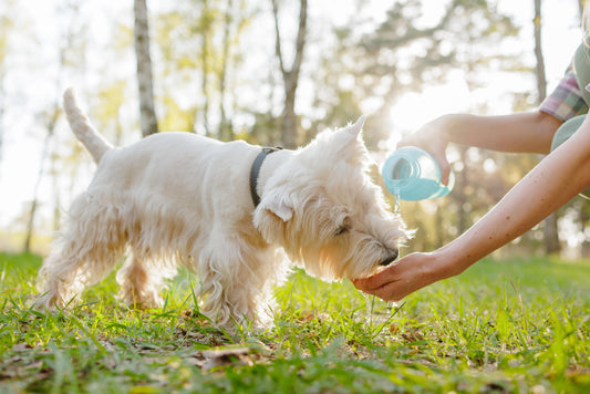 Why Hydration Is So Important for Dogs