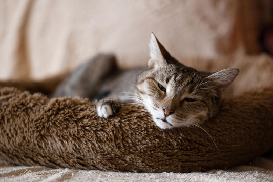 Why Enclosed Cat Beds Are So Popular